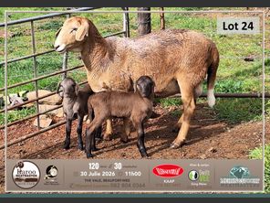 images