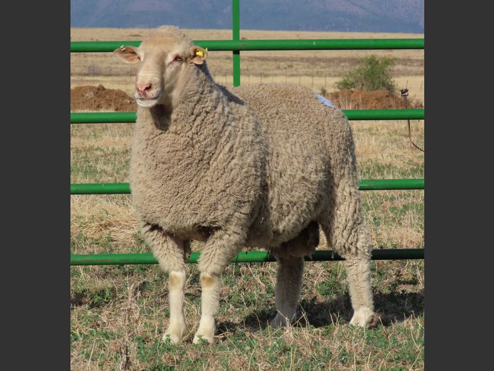 71 | Rooipoort Poenskop Merinos                
