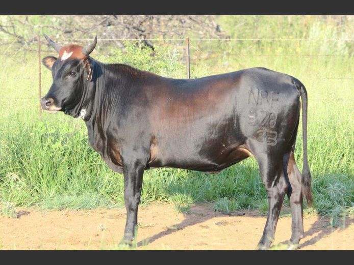 NRF 230378 | NORTHFIELD