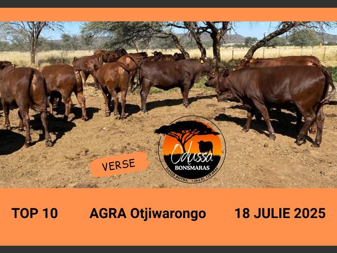 ODUSSA BONSMARAS | HEIFERS IN-CALF