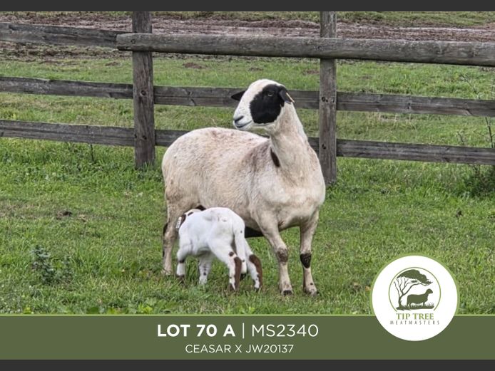 MS 23 0040 | MR S.T.R. MAINS-SHEARD