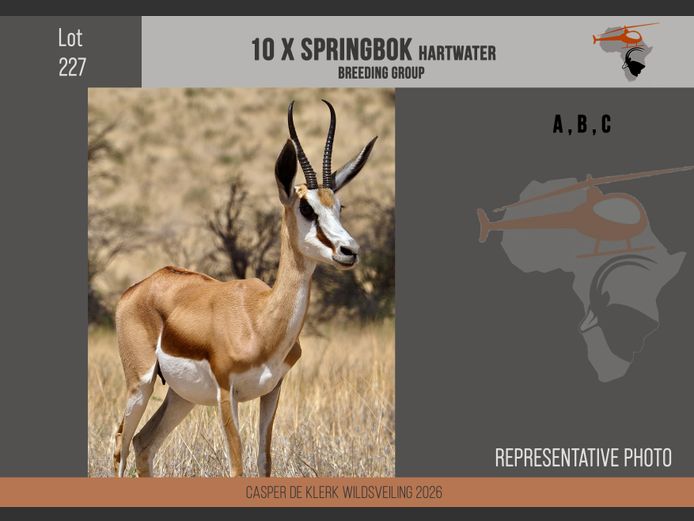 Springbuck