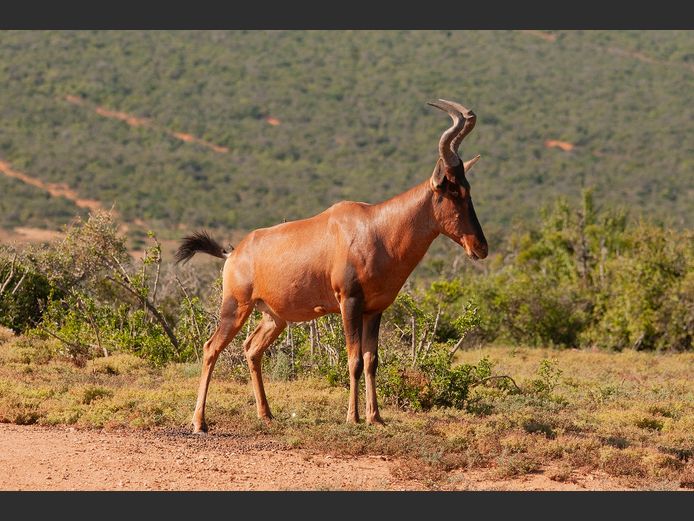 Red Hartebeest Bulls | SANParks - ADDO Elephant National Park