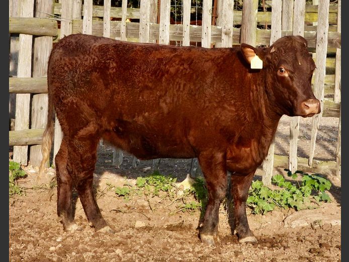 NW240015 | NACHT WACHT SUSSEX STOET