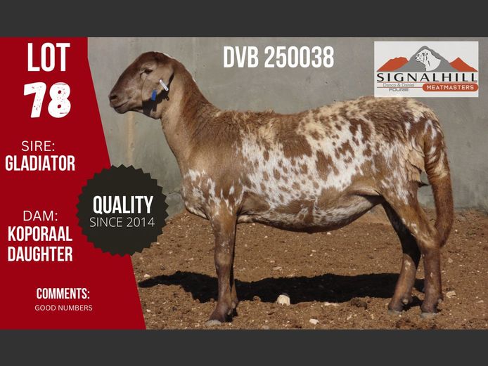 DVB 250038 | SIGNALBERG MEATMASTERS