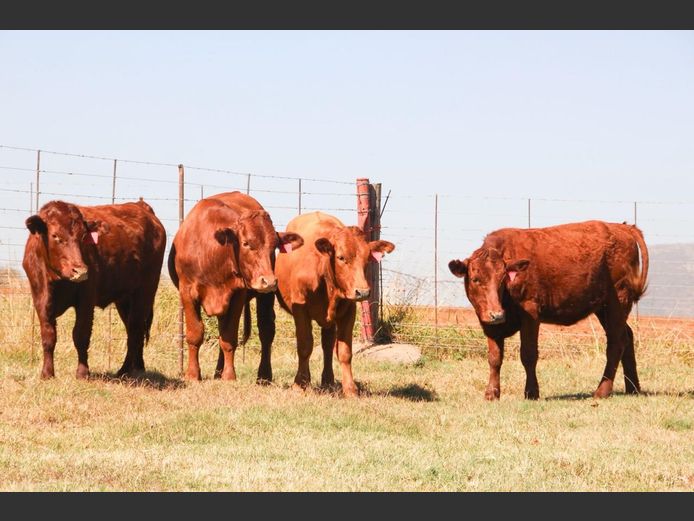 Commercial Animals | Qualygrow Bonsmaras