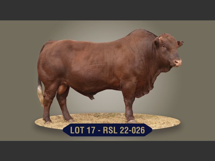RSL220026 | RASLOU BONSMARAS