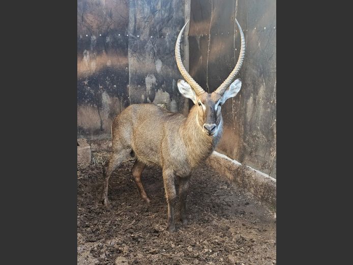 WATERBUCK | BIG HORN