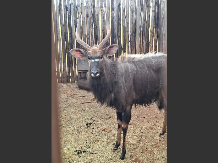 NYALA 25” | JACO DE KOK