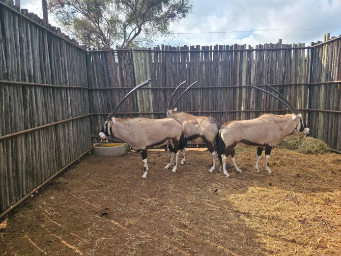 GEMSBOK | HANLEY 2