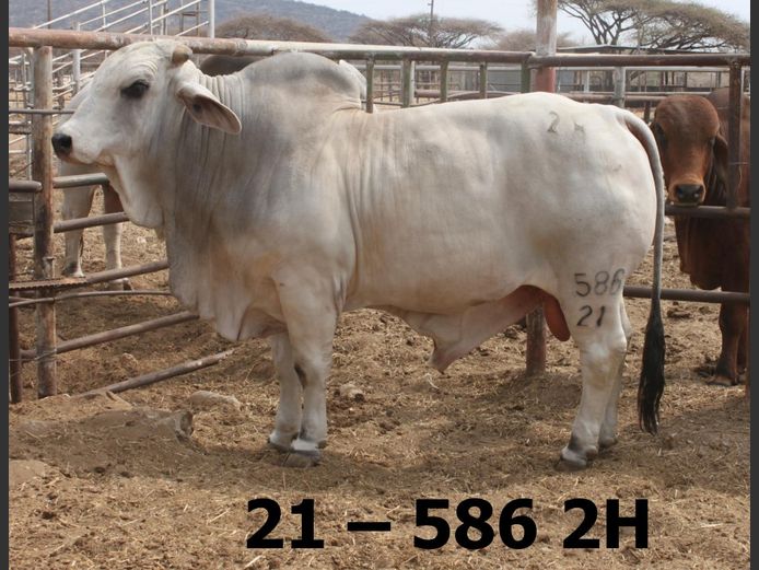 21-05862H | BATAVIA BRAHMAN