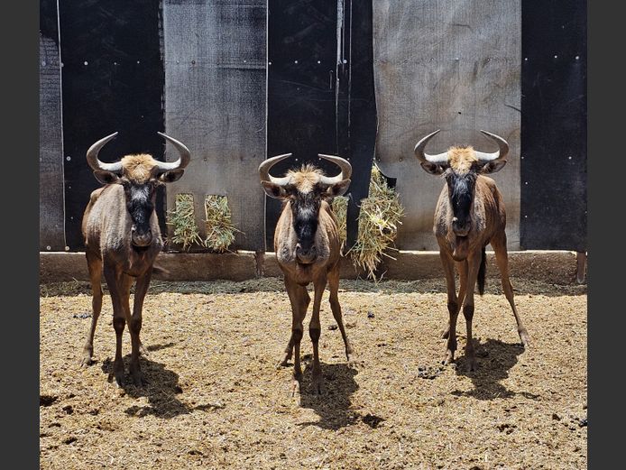 BLUE WILDEBEEST | BUFLAND
