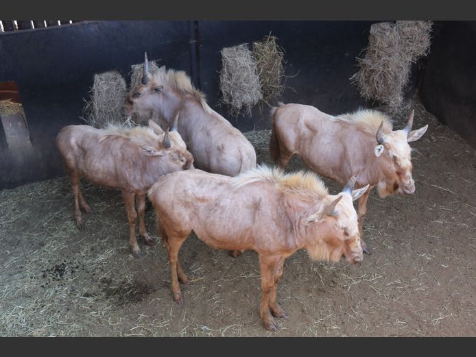 GOUE WILDEBEESTE