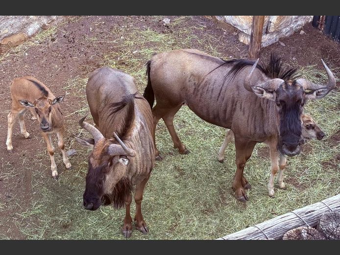 Blou Wildebees Koeie met Kalwers