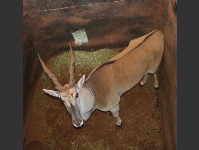 Eland