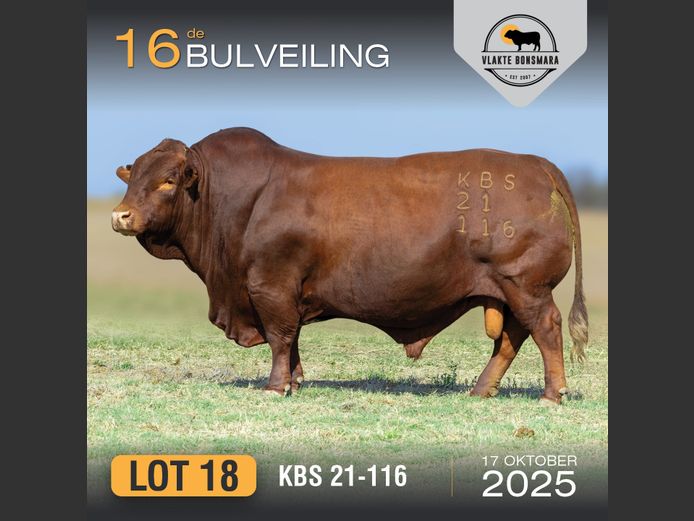 KBS 210116 | KAMEELDORING BONSMARA