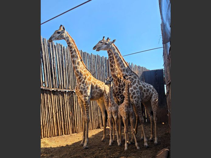 KAMEELPERD | 258 FARMS