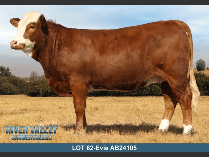 AB24105 | PA ABRAHAMSE