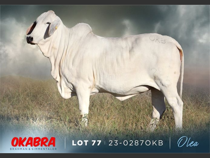 23-0287 OKB | OKABRA BRAHMAN