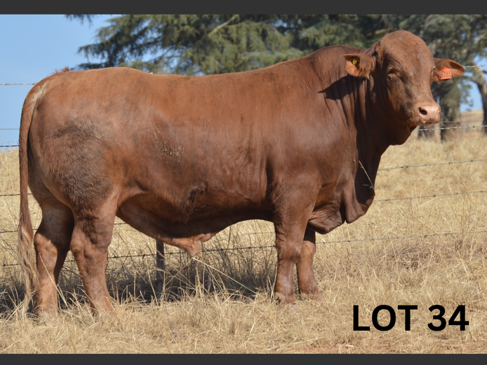 PM23 283 | Muirfontein Beefmasters
