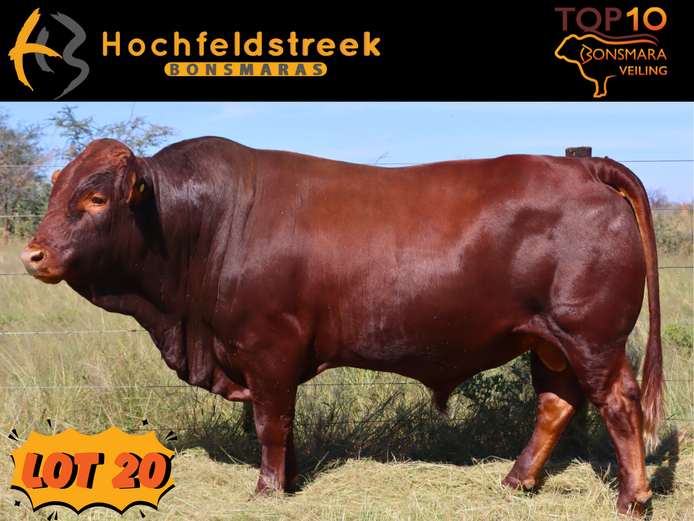 HOCHFELDSTREEK BONSMARAS | HMB 220032