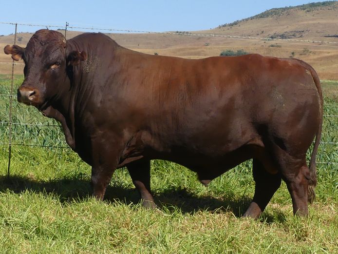 LAR 230244 | UP GEORGE FARMS CC