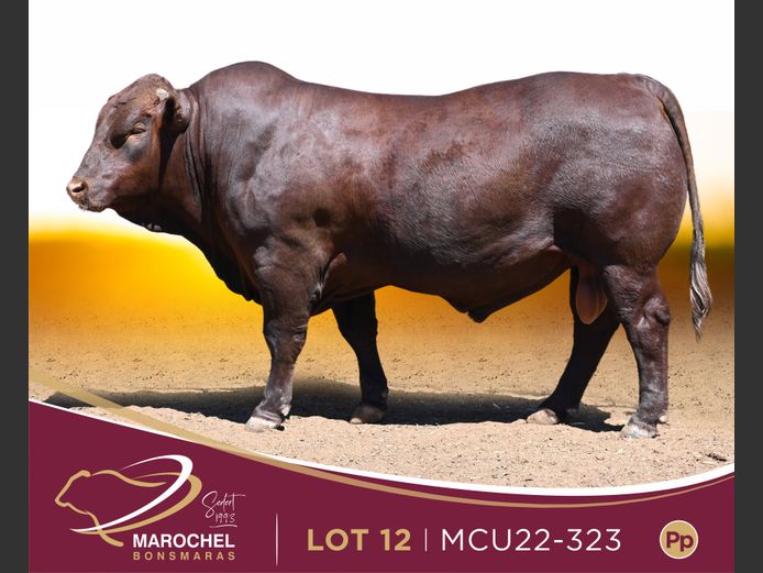 MCU 220323