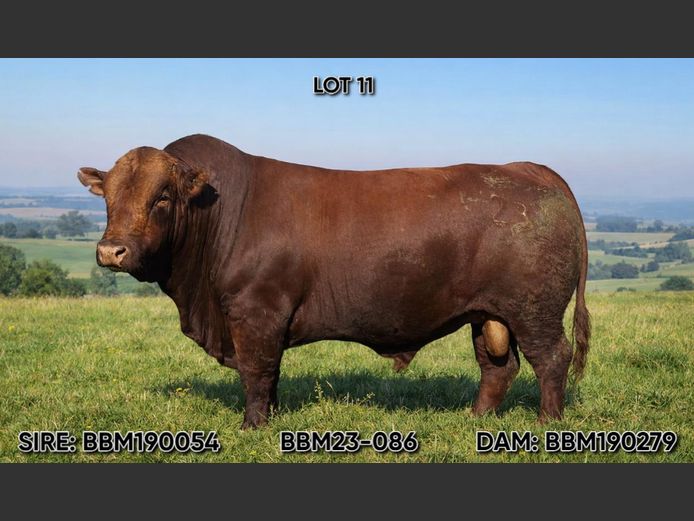 BBM 230086 | BASZOHN CATTLE CO
