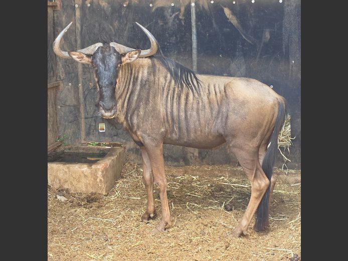 BLOUWILDEBEES | XIKWARU GAME