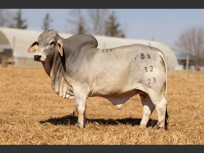 PBS 23-32 | Power Brahman