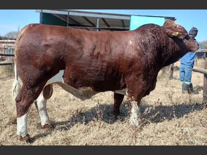 AVZ2229 | LORENTAL BOERDERY BK