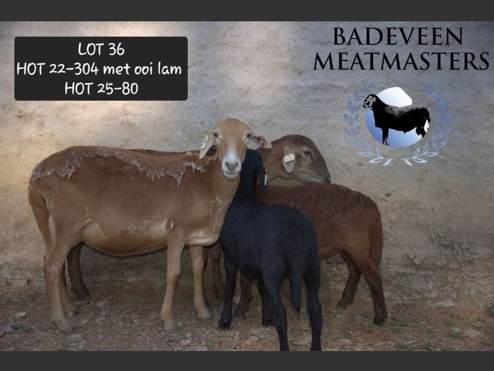 HOT 22-304 | Badeveen Meatmasters