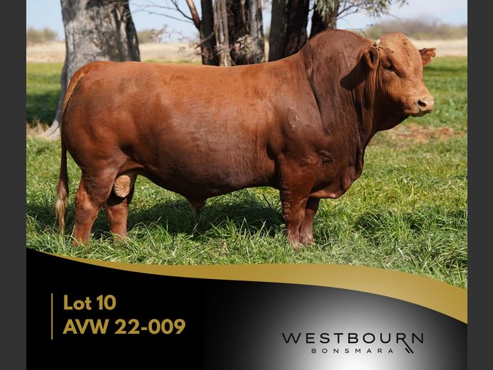 AVW 220009 | WESTBOURN BONSMARAS