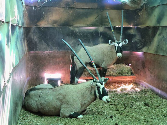 GEWONE GEMSBOK | AWIE BADENHORST