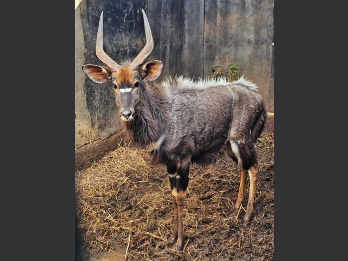NYALA | RHINO