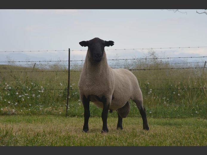 301 240049 | TWEESEUNS