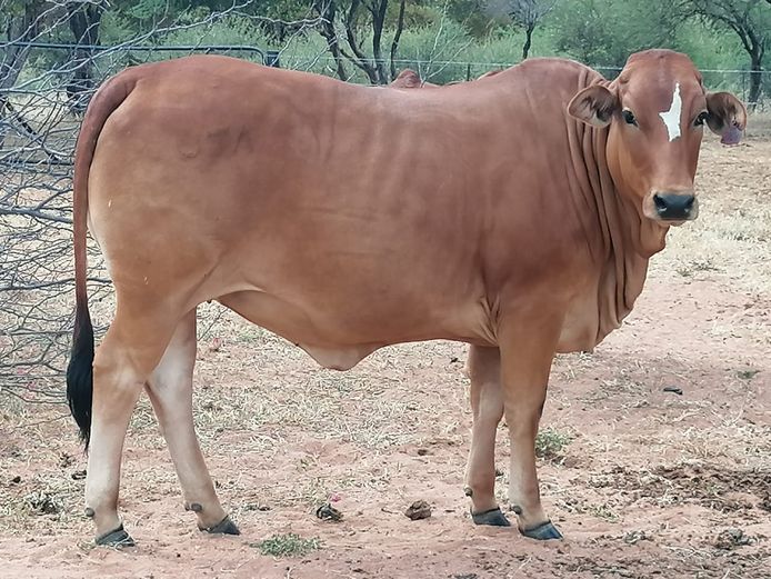 Commercial Animals | ZEBU BORANE