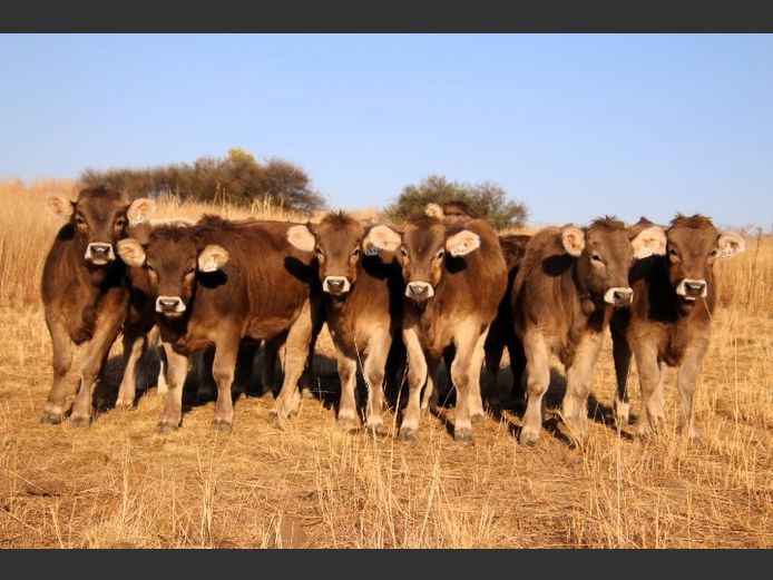 Commercial Animals | Jorsie Boerdery