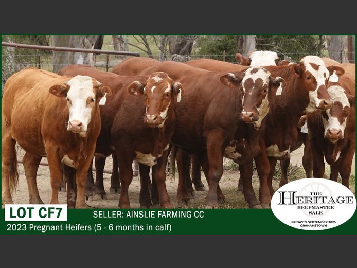 Commercial Animals | Ainslie Farming CC