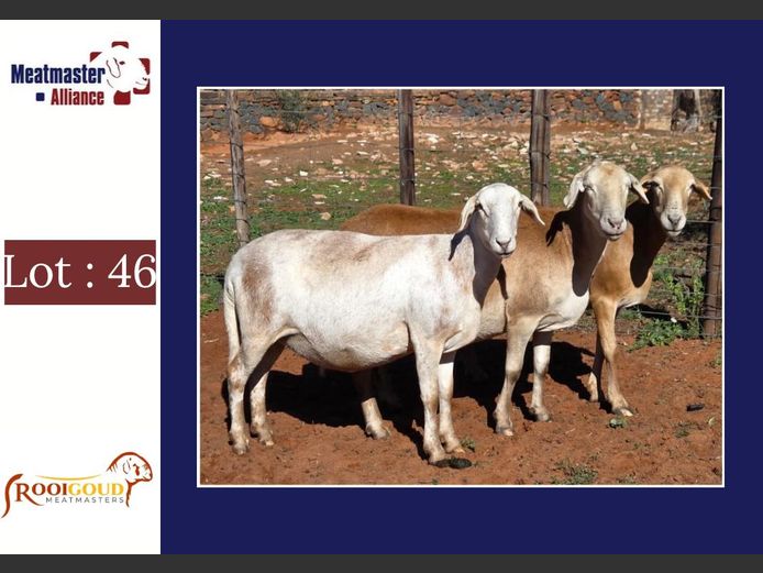 Ooie | Rooigoud Meatmasters