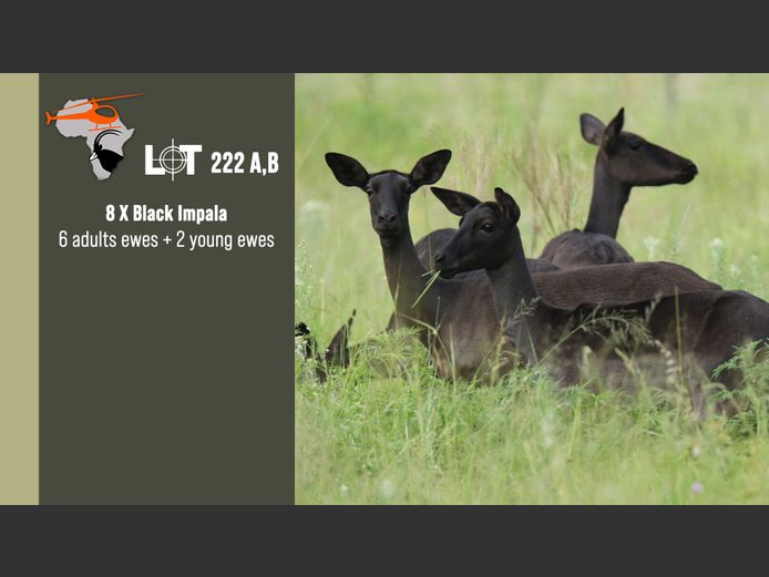 Black Impala