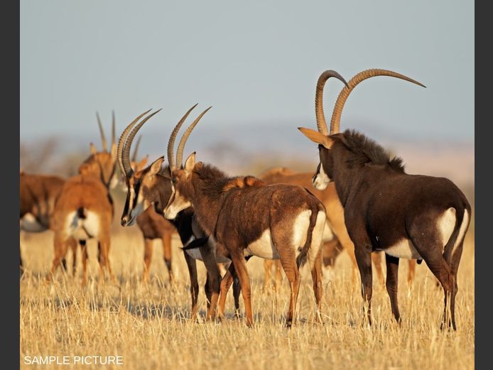SABLE | GOLDEN GAME WILDLIFE