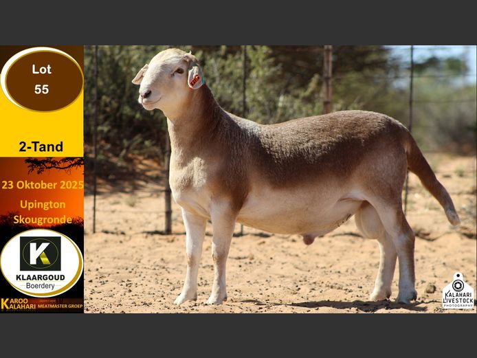 CP 55 | Chris Potgieter & Christia Scholtz - Klaargoud Boerdery