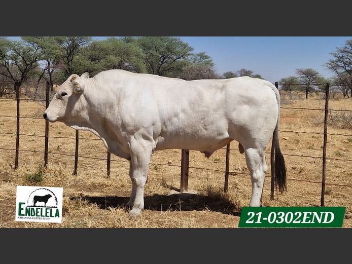 21-0302END | ENDELELA CHIANINA CATTLE STUD