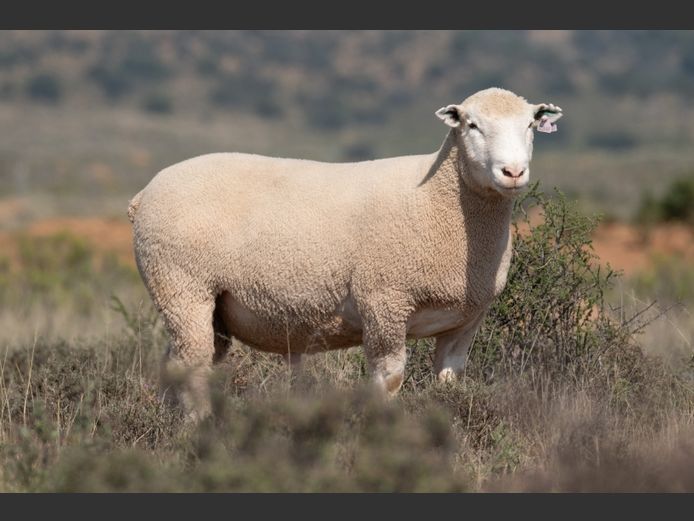 DZ250047 | 2 STEYNS BOERDERY