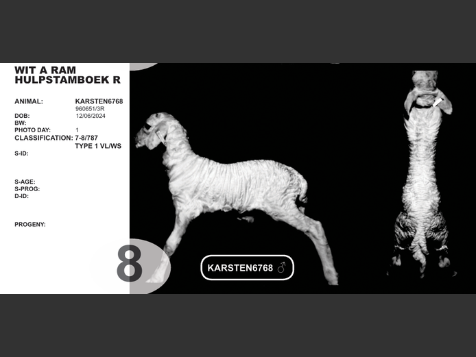 WIT A RAM 
HULPSTAMBOEK R | KARSTEN6768  
♂ 