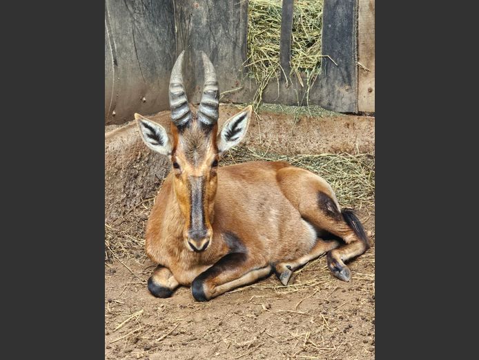 ROOIHARTBEES | SABLE HILL SAFARIS