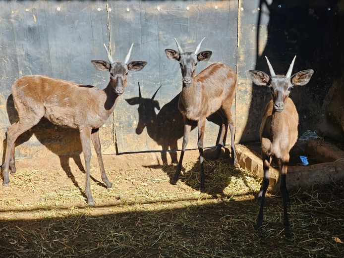 BLACK IMPALA | SAVANNAH (2)