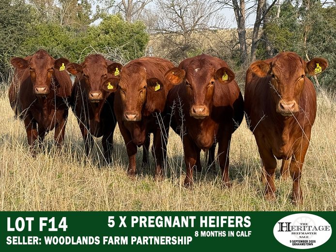 Female Animals | Woodlands Farm Partnership