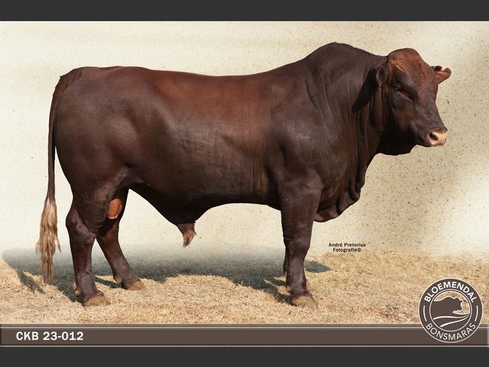 CKB 230012 | CHRIS KRUGELL BLOEMENDAL
